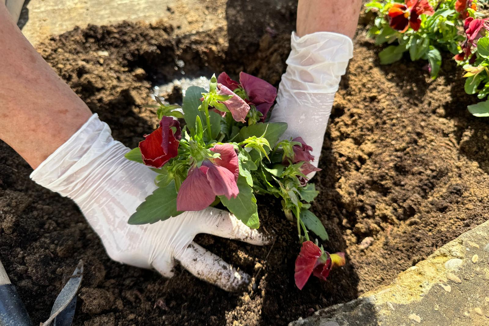 Plantation de fleurs par un paysagiste